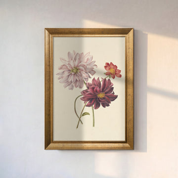 Dahlia Çiçekleri Poster – Vintage Botanik Dekoratif Duvar Posteri