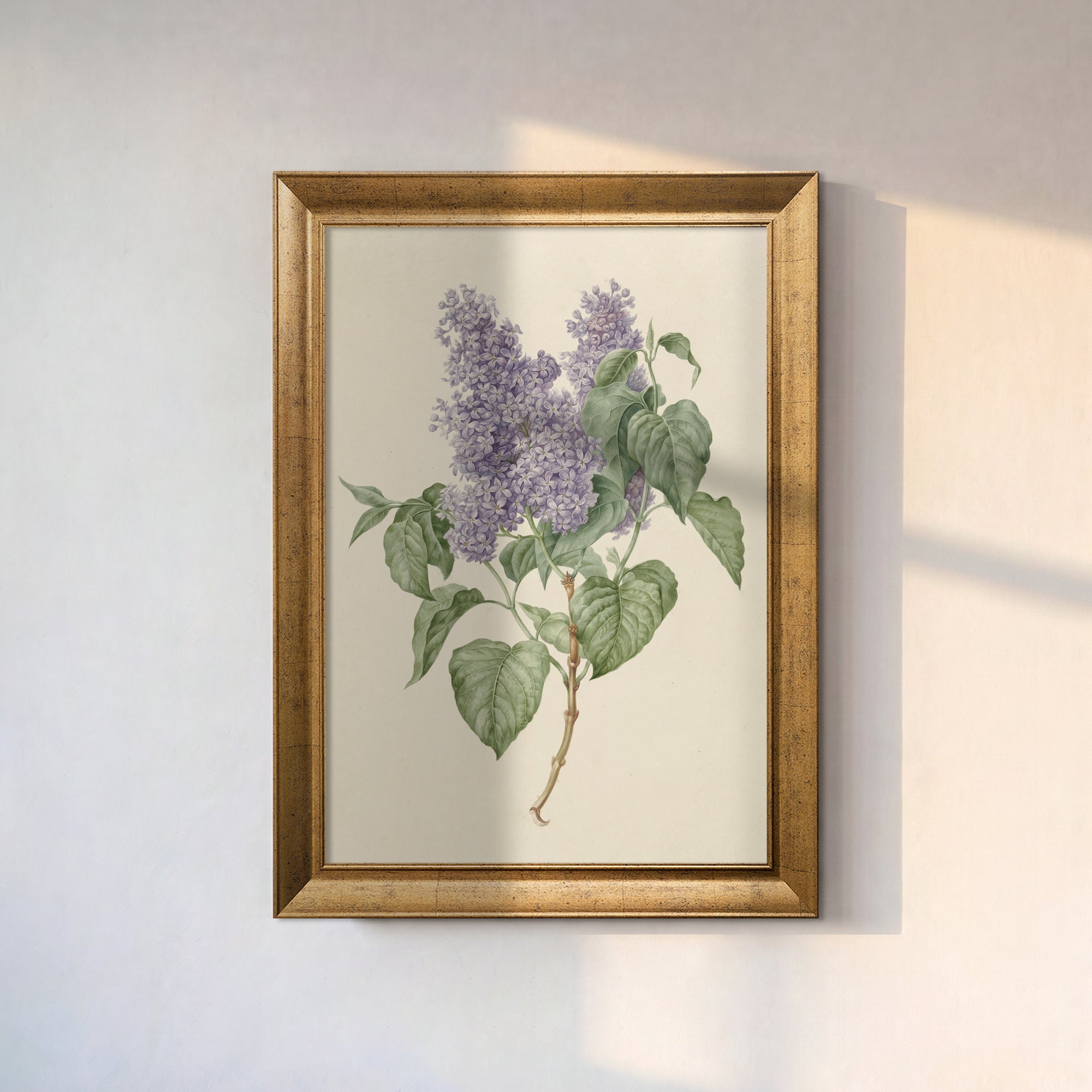 Lila Çiçek Botanik Poster – Vintage Çiçek İllüstrasyonlu Dekoratif Duvar Posteri